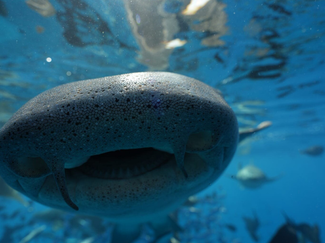 Indy Escapes-马累必去景点