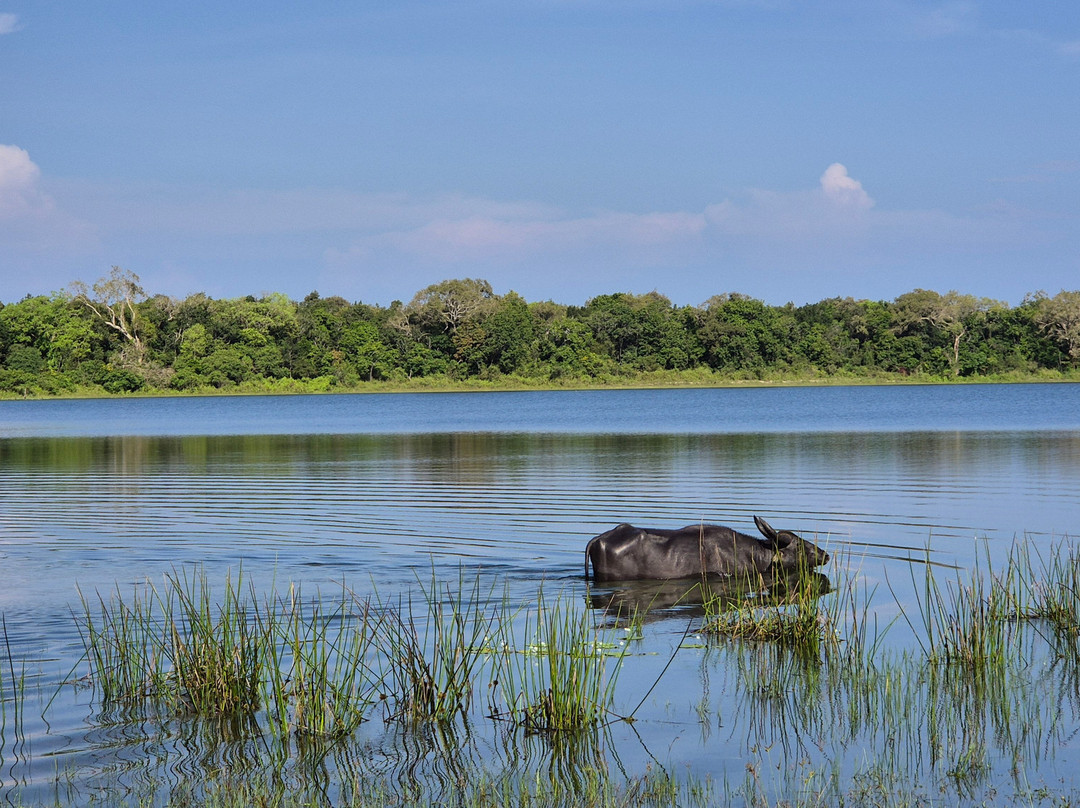 Wilpattu Wild Charm景点图片