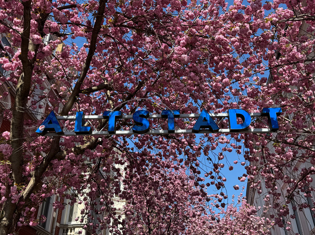 Cherry Blossom-波恩必去景点