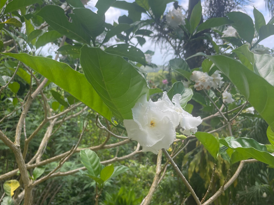 Palm Tree Gardens Botanical Garden-Saint David's必去景点