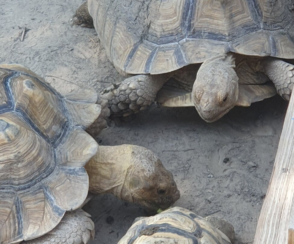 Gator Country-博蒙特必去景点