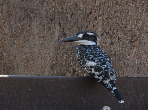 Wanyama Safaris-克鲁格国家公园必去景点