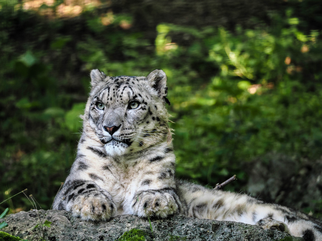 Zoo Salzburg-安妮夫必去景点