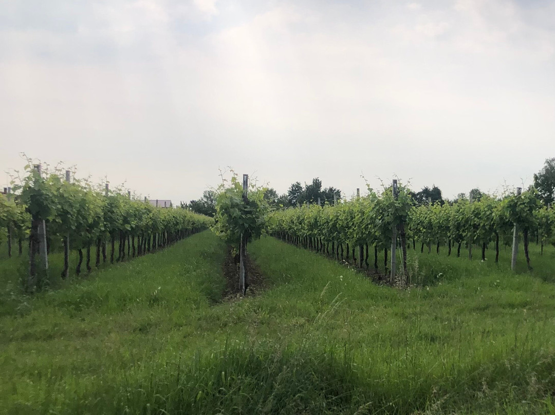 Cantine Da Dalt - Coda Delle More景点图片