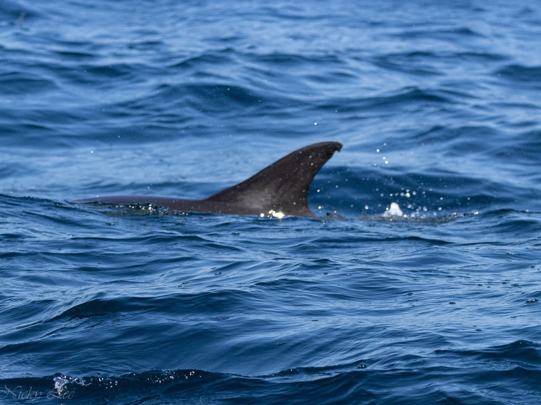 West Cork Ocean Tours-Union Hall必去景点