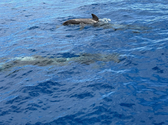 Bonita da Madeira-沙尔必去景点