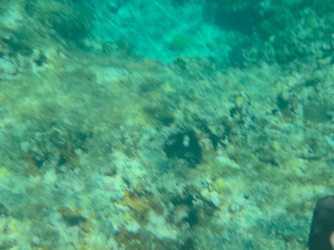 Chukka Caribbean Adventures-Grand Turk必去景点