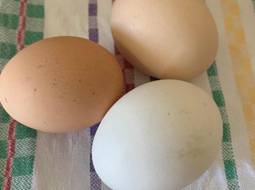 Pansion Matoula主图