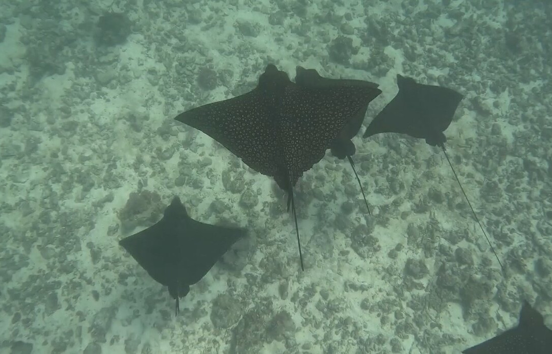 Moorea Ocean Adventures-莫雷阿岛必去景点