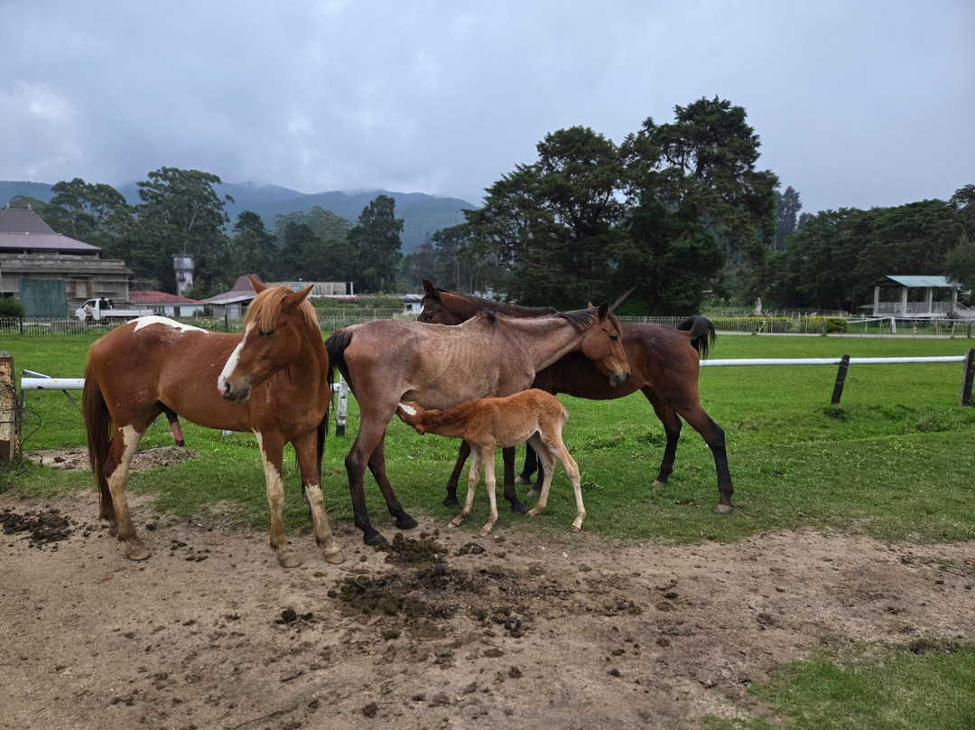 Galle Tours & Travels-加勒必去景点