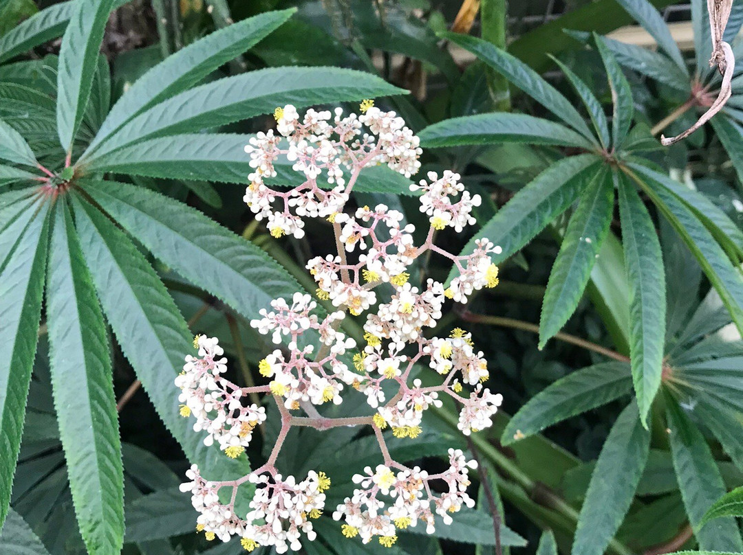 Utrecht University Botanic Gardens-乌特勒支必去景点