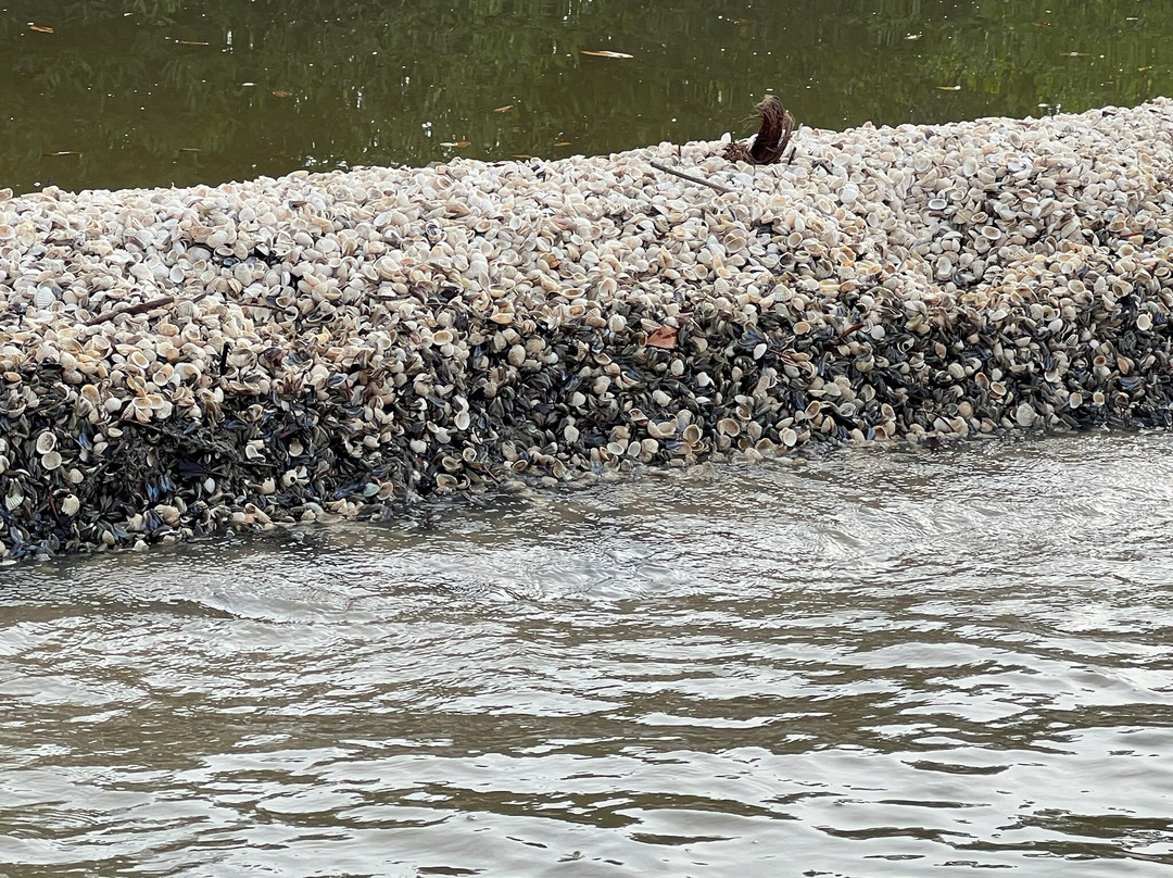 Matang Mangrove Forest Reserve-Kuala Sepetang必去景点