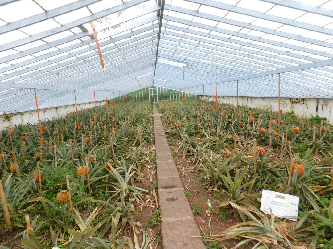 Plantação de Ananás dos Açores景点图片