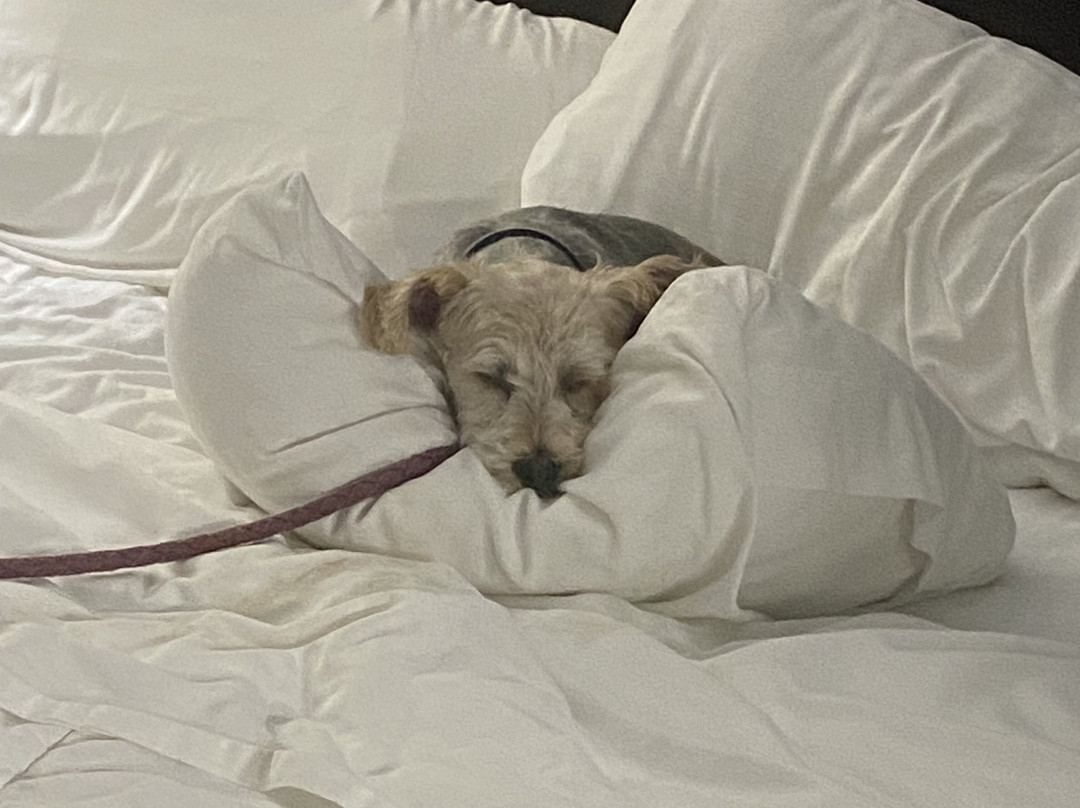 Lake Norfork Resort主图