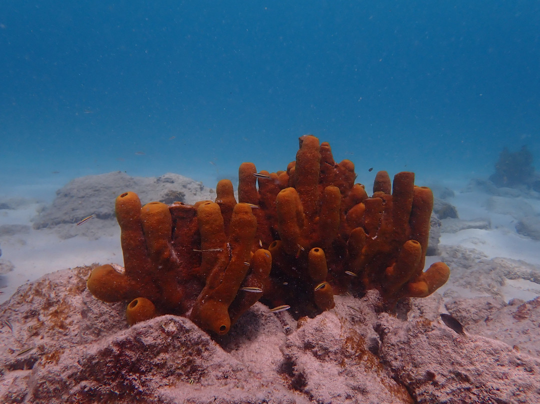 Fins & Feet Nature Tours-阿鲁巴岛必去景点