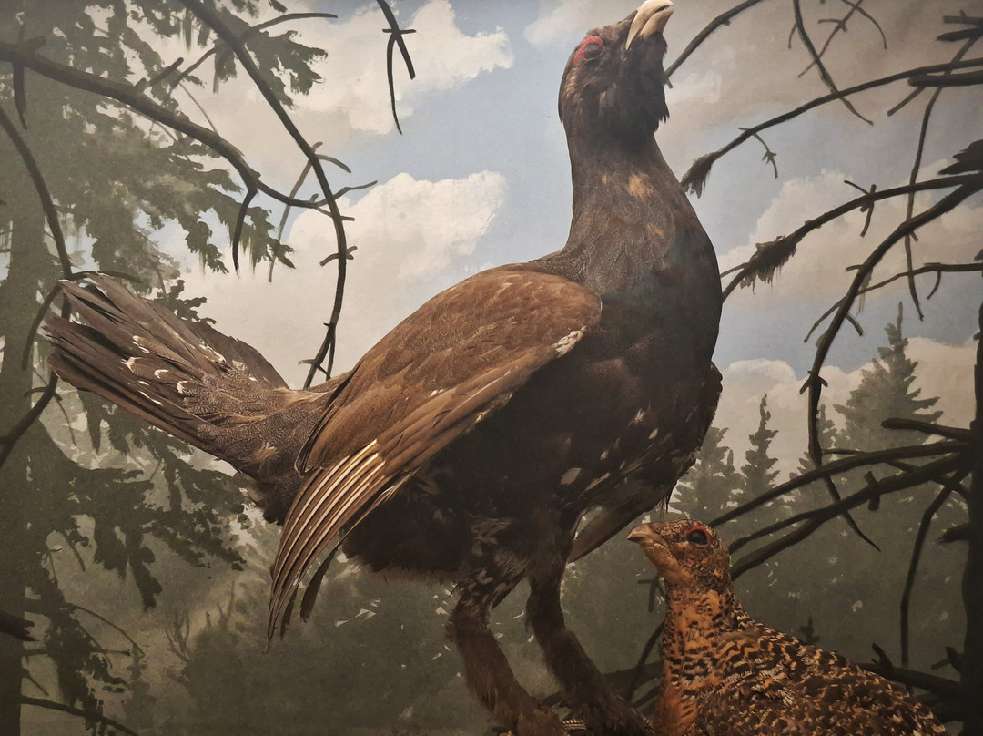 Museo di Storia Naturale Faraggiana Ferrandi-诺瓦拉必去景点