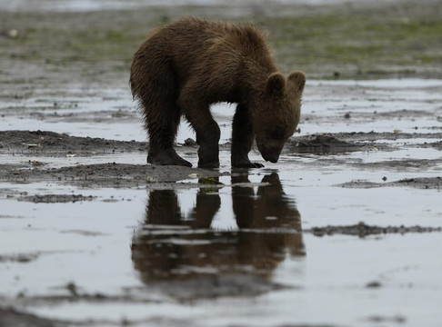 Smokey Bay Air-荷马必去景点