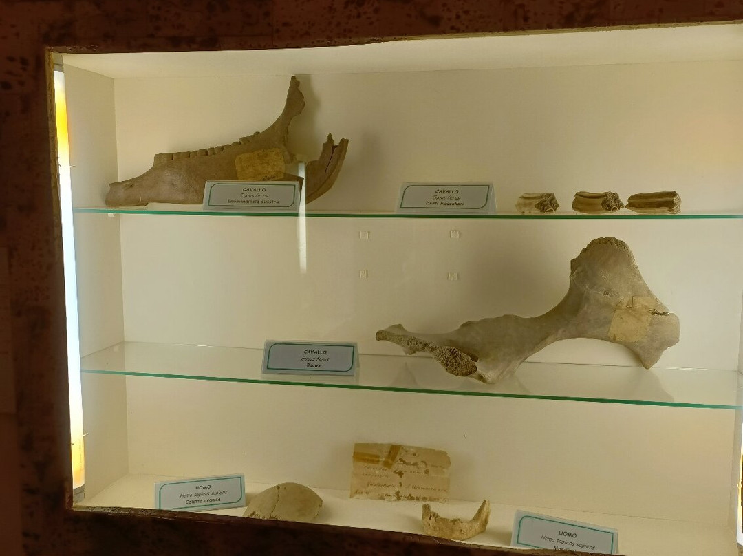 Museo Paleontologico E Archeologico Virginio Caccia-San Colombano al Lambro必去景点