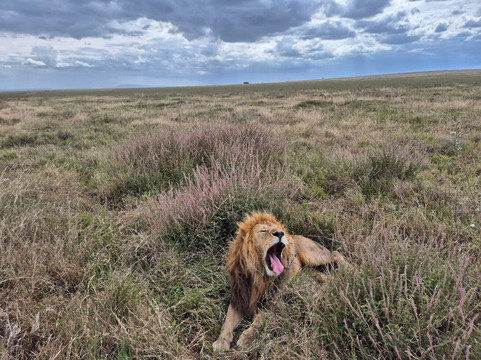 Vumbua Safari-阿鲁沙必去景点