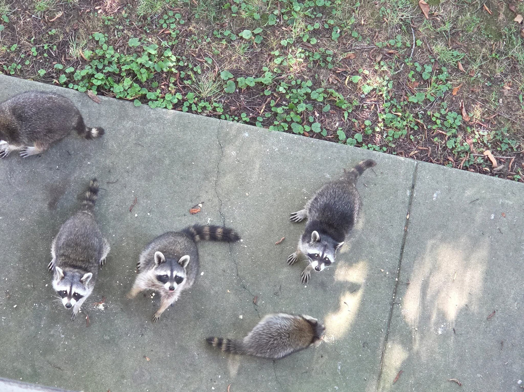 Super 8 by Wyndham Sevierville Riverside主图