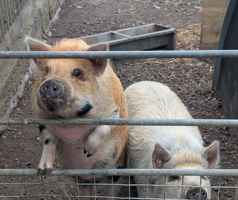 Withyburn Croft Tours-Bigton必去景点