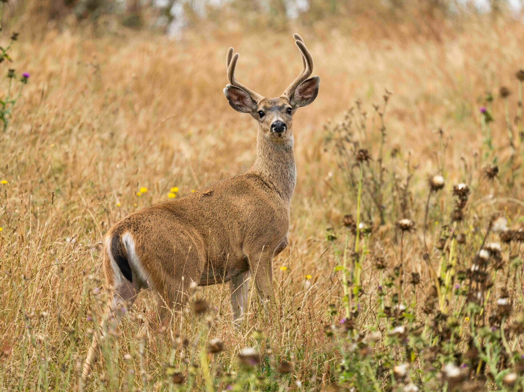 Point Reyes Safaris-Point Reyes Station必去景点