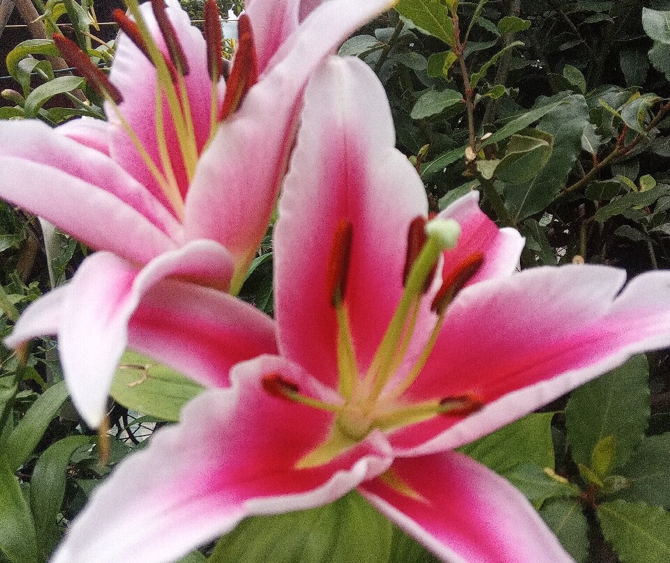 Il Giardino Di Monfestino-Serramazzoni必去景点