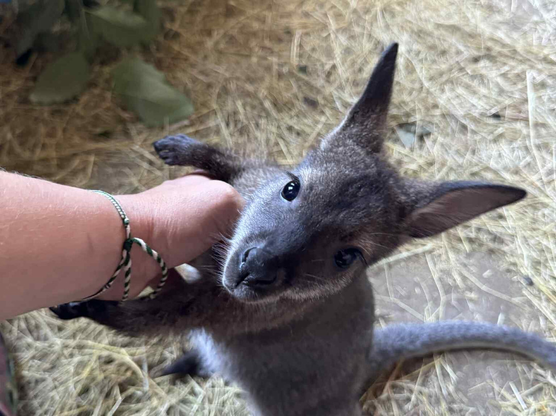 Holly Hill Petting Farm-坎贝尔里弗必去景点