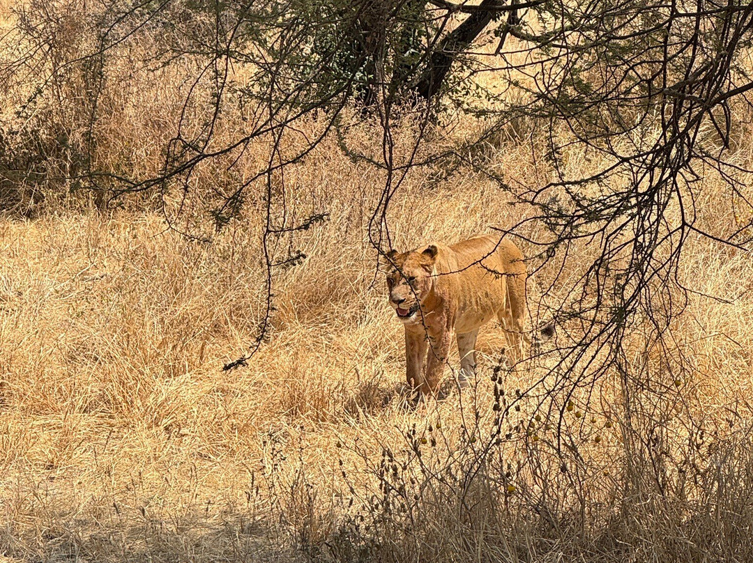 Bush and Forest Explorers-阿鲁沙必去景点