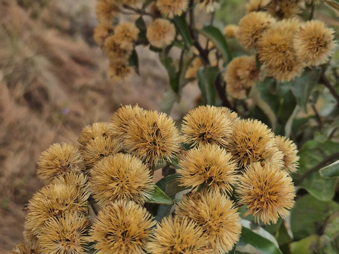 Cachoeira do Ouro-Delfinopolis必去景点