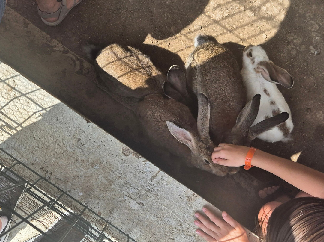 Camel Park Sunny Beach-拉夫达必去景点