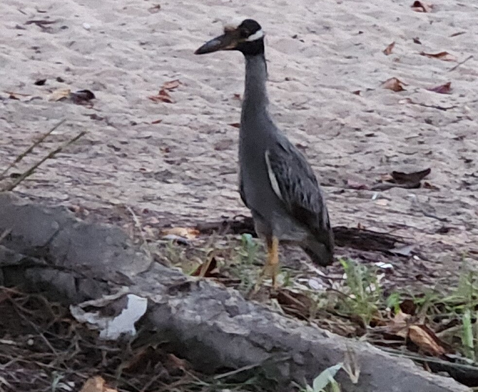 Rincon Marina-吕康必去景点