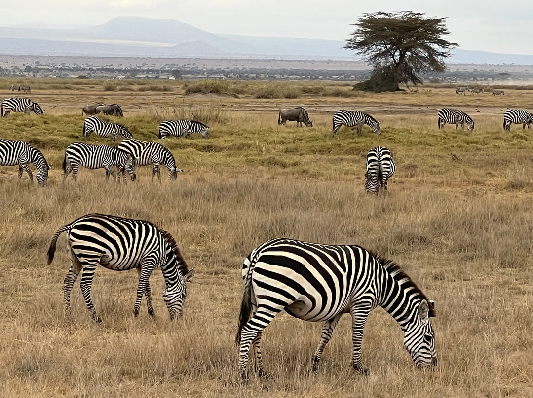 FAMILY LEISURE AFRICA SAFARIS-内罗毕必去景点