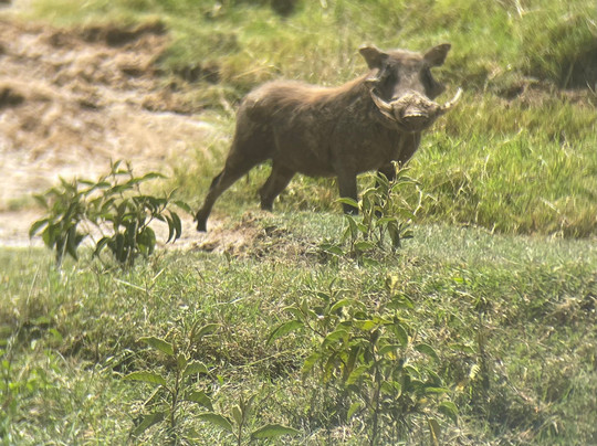 Grivet Tours And Safaris-马林地必去景点
