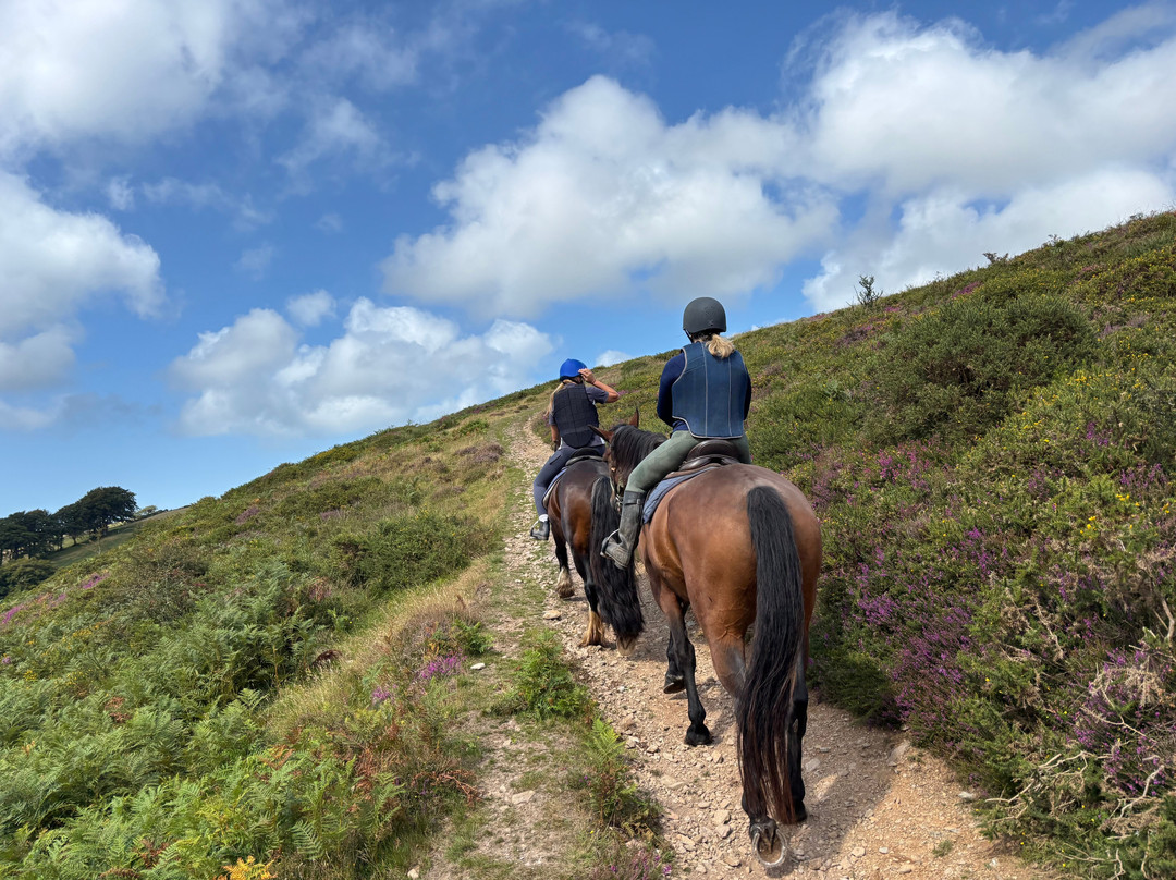 Brendon Manor Stables-林顿必去景点