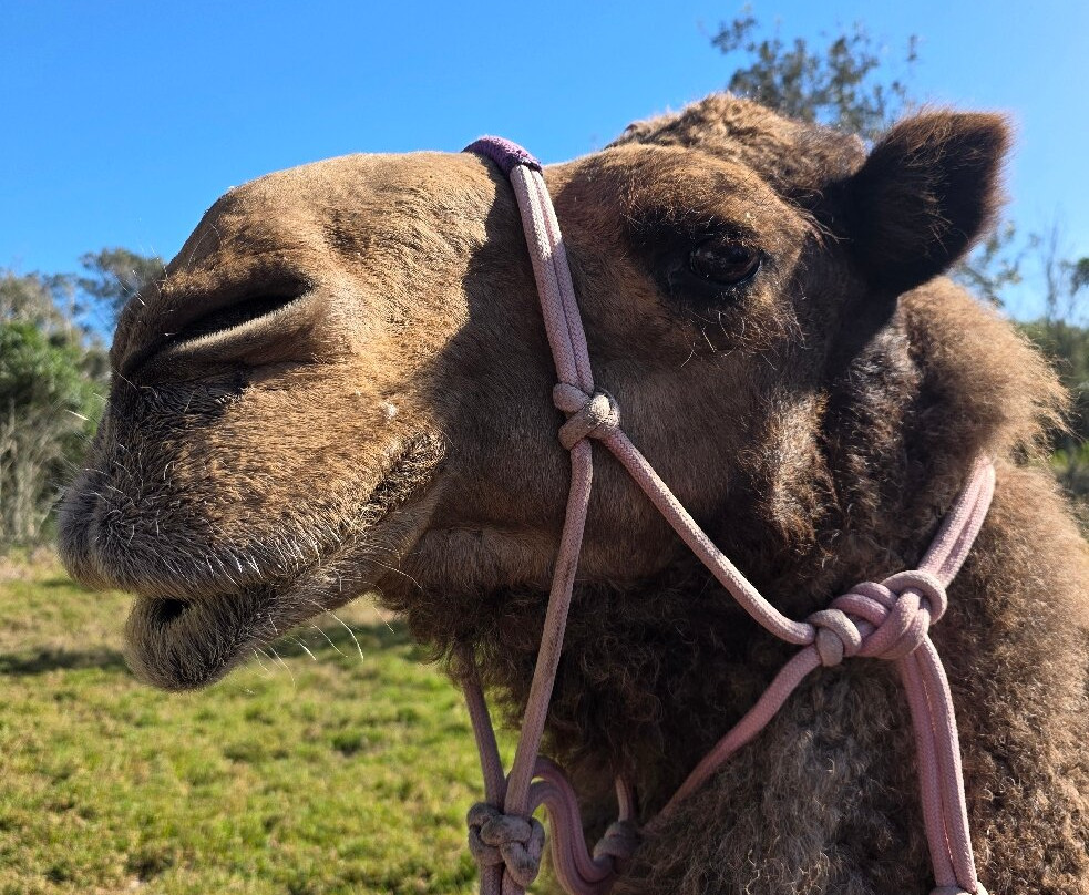 Camelot Camels & Noosa Camel Rides-Noosa North Shore必去景点
