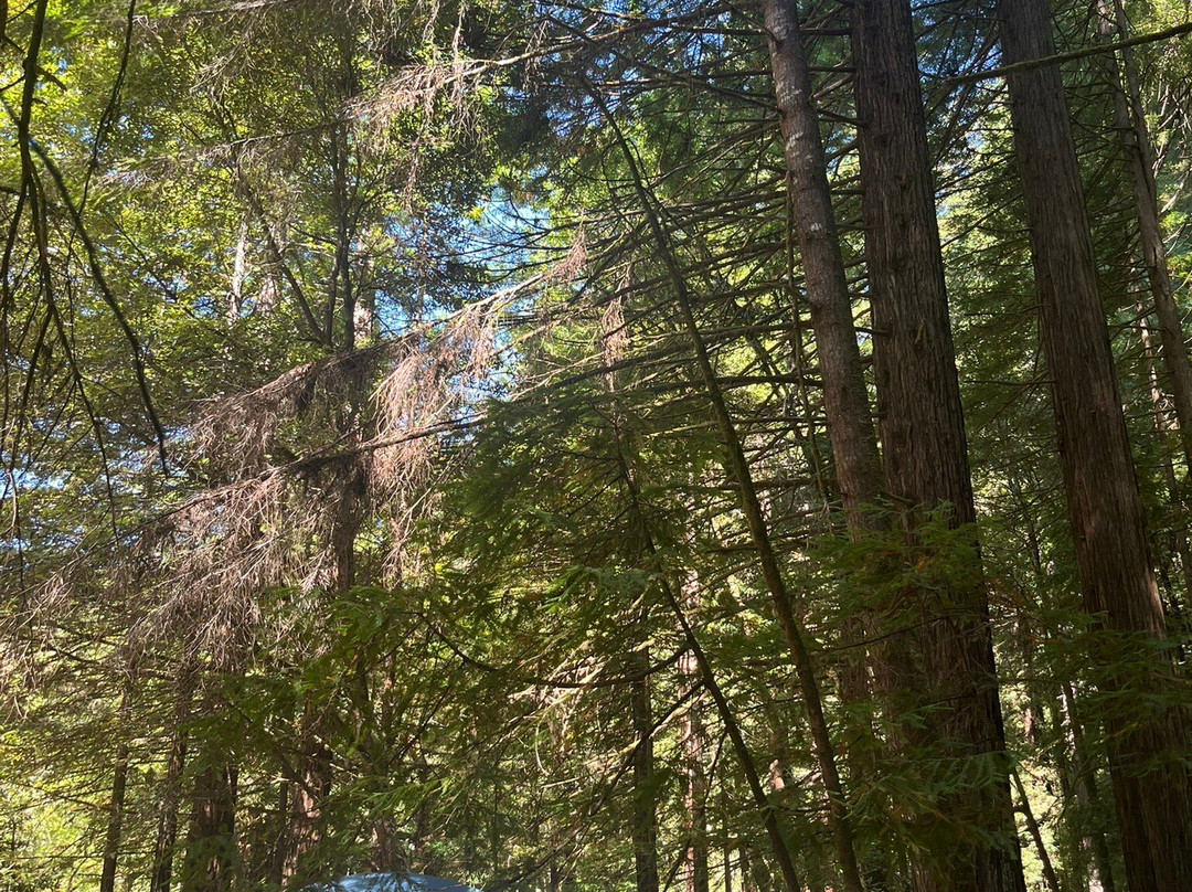 Grizzly Creek Redwoods State Park-Carlotta必去景点