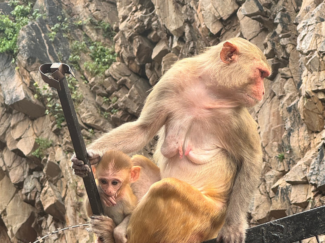 Alis Tuk Tuk Jaipur-斋蒲尔必去景点