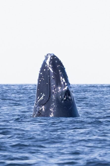 Discovery Sea Adventures-Bonavista必去景点