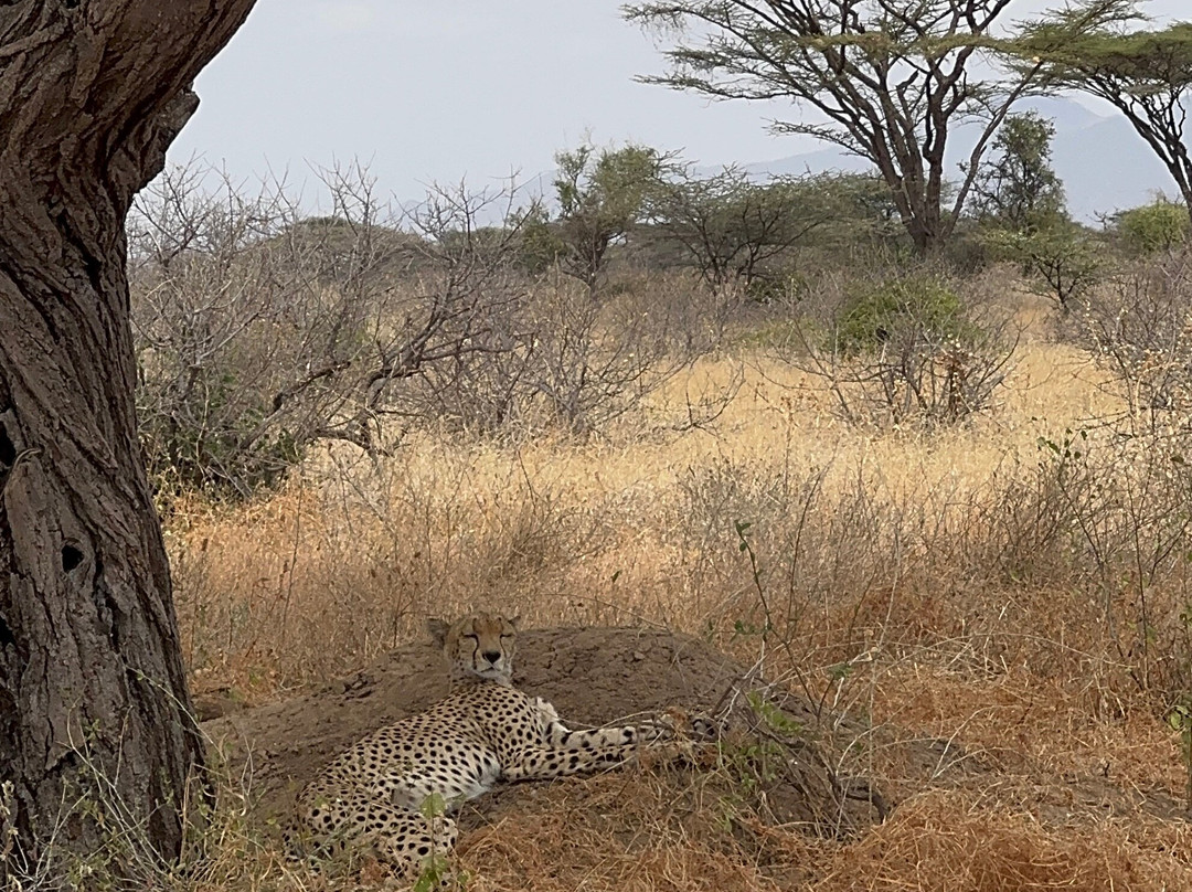 Nurali Safaris Kenya-马林地必去景点