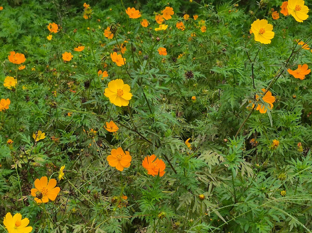 Yelagiri Nature Park-Yelagiri必去景点