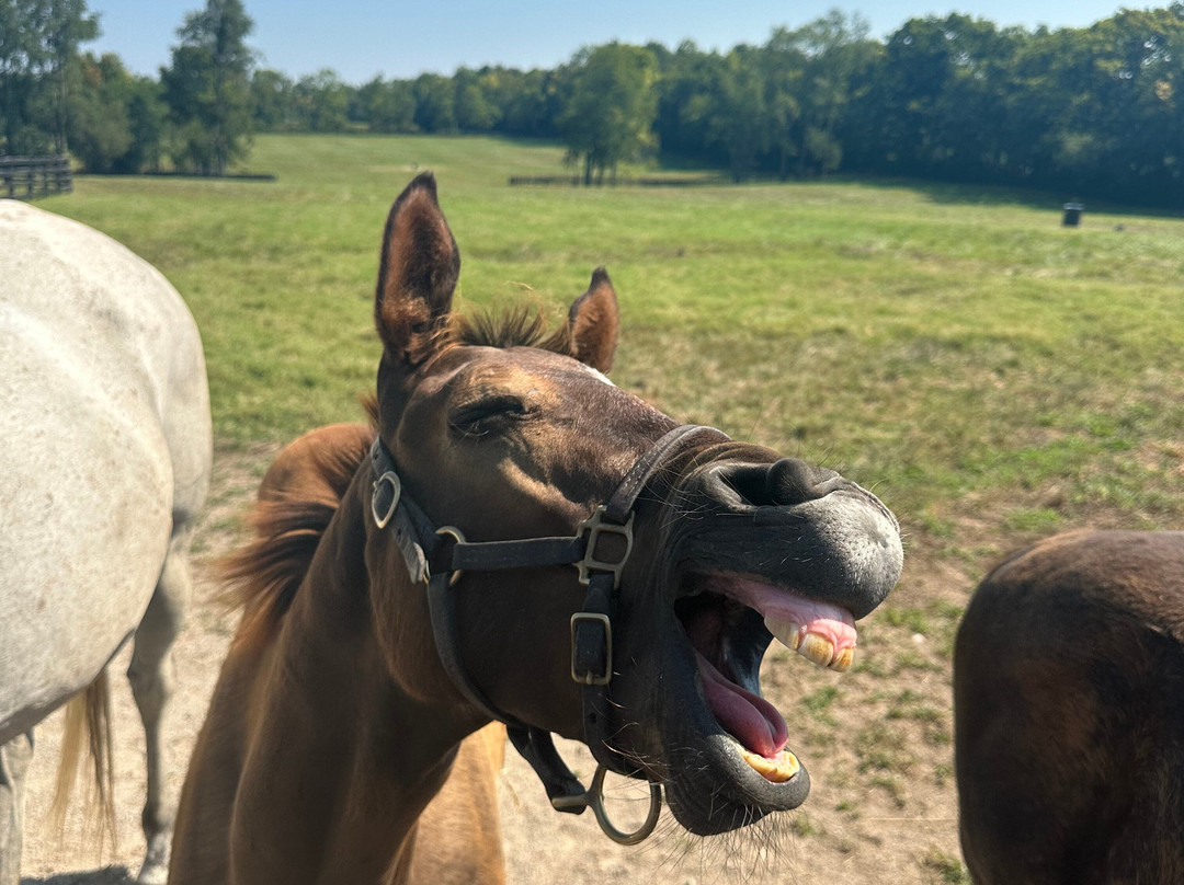 Godolphin-列克星敦必去景点