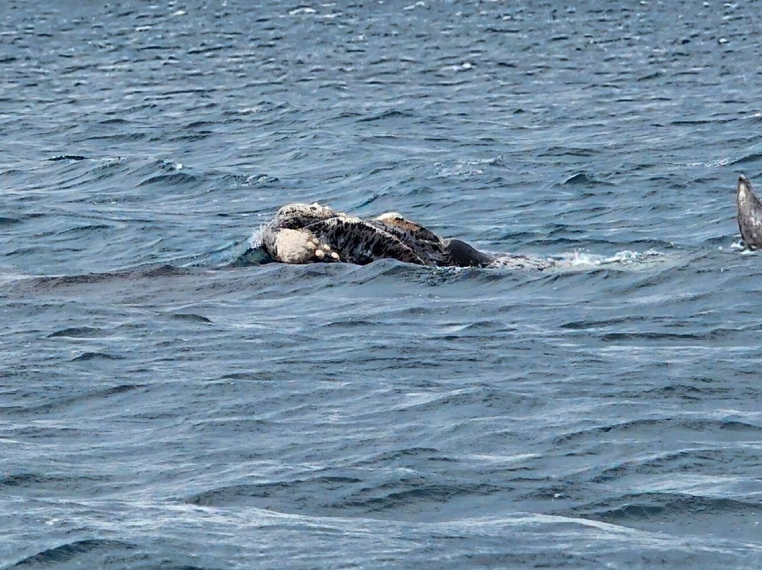 EP Cruises-Fowlers Bay必去景点