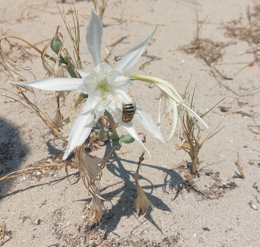 Spiaggia di Vignola-Trinita d'Agultu e Vignola必去景点