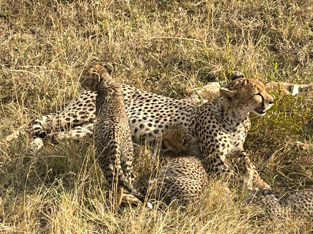 Brilliant Adventures & Safaris-阿鲁沙必去景点