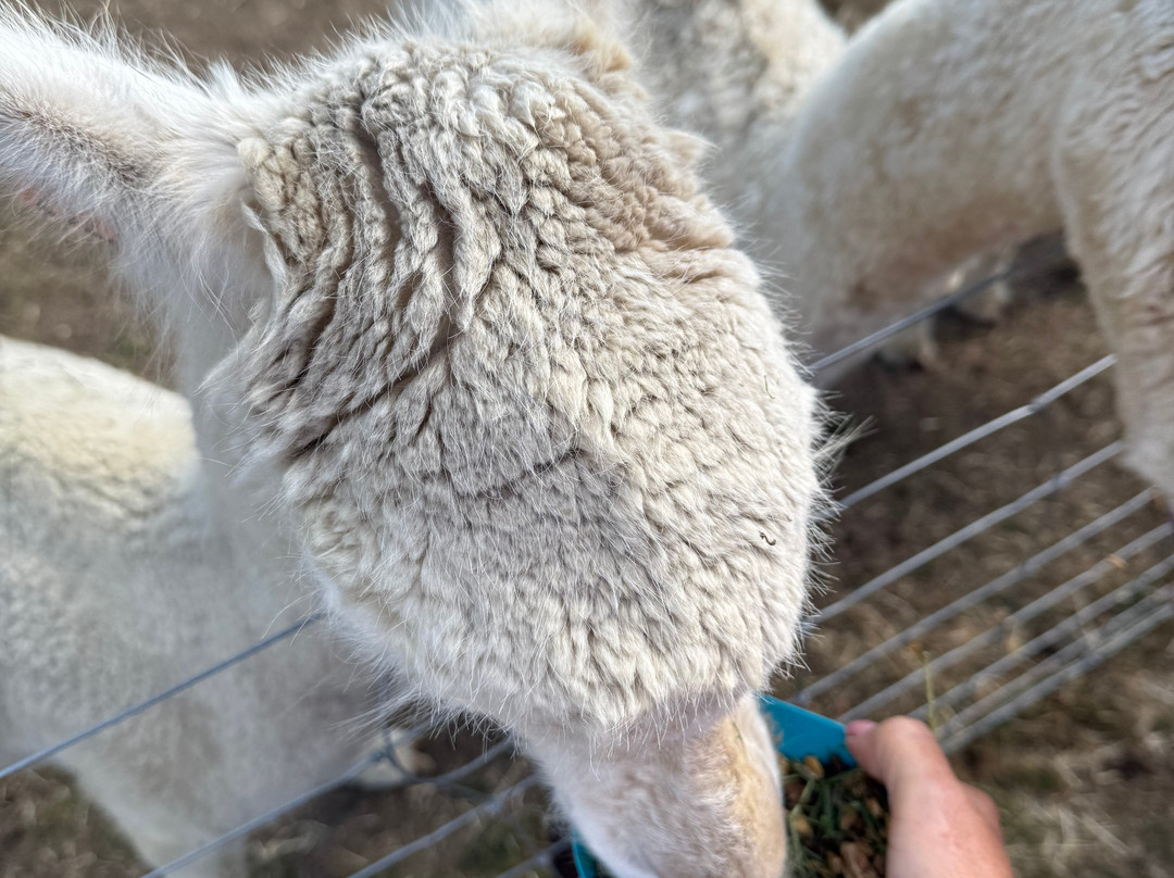 Antur Alpaca At Geufron Farm-Tywyn必去景点