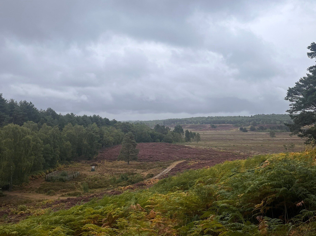 Dersingham Bog-Dersingham必去景点