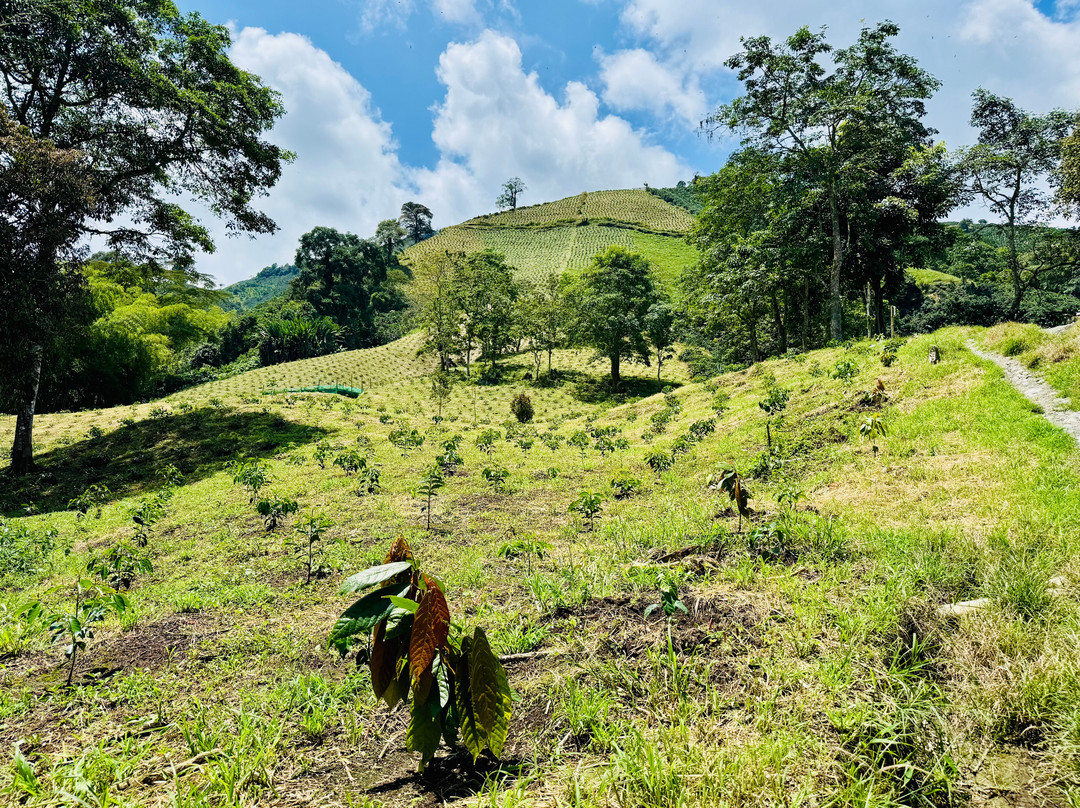 Hacienda Guayabal-Chinchina必去景点
