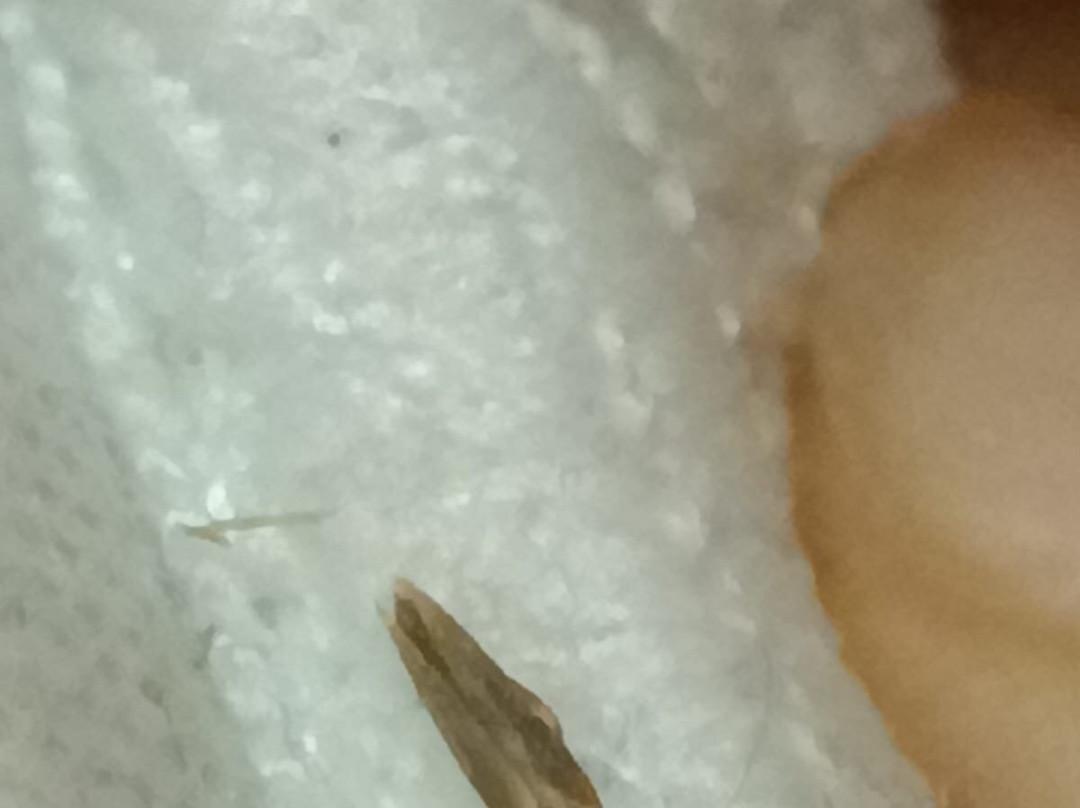 Hotel Nuovo Metropol主图