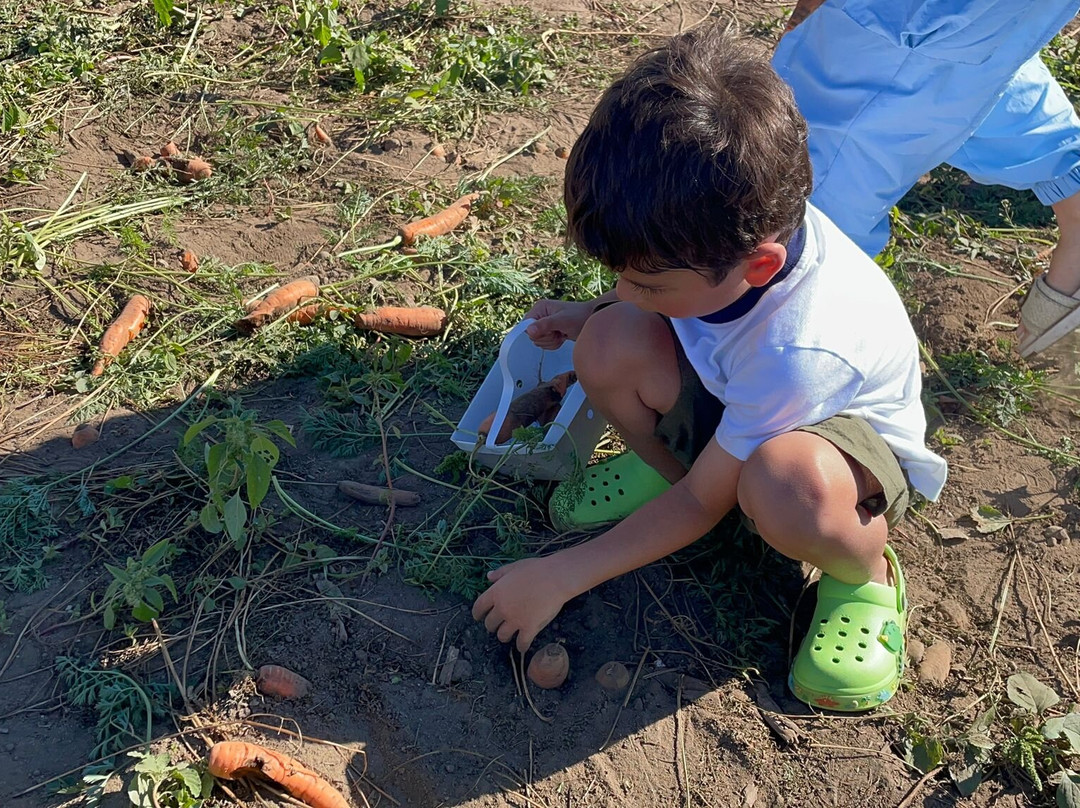 Ward's Berry Farm-Sharon必去景点